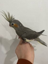 Cocktail bird 