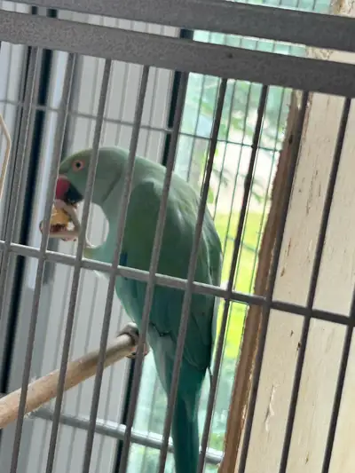  Bird Indian ring, neck, female parrot for sale, View more