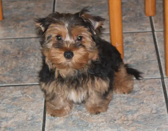 Elevage de Luxe in Dogs & Puppies for Rehoming in Laval / North Shore - Image 4