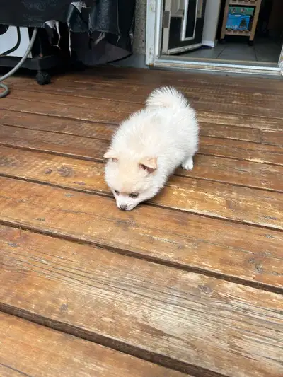 Pure bred pomeranian puppy. Cream male possible blue eyes, tiny white male possible blue eyes (sold)...