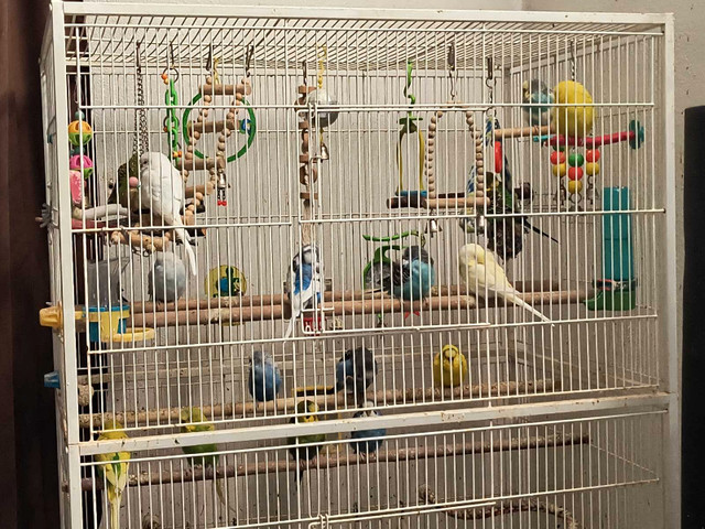 17 Budgies with Cage in Birds for Rehoming in Edmonton - Image 2