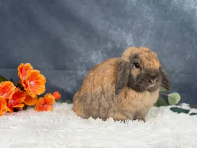 Spayed holland lop, View more