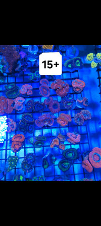 Coral acan 