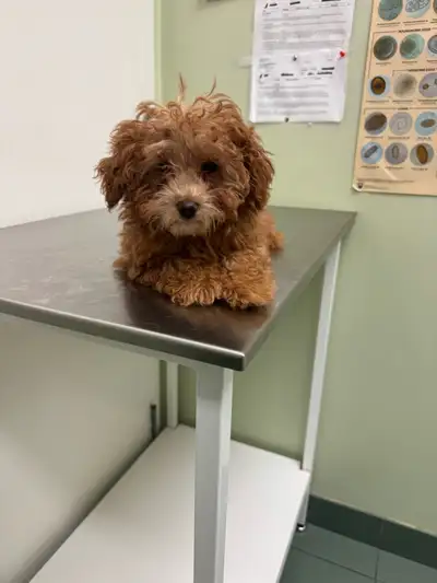 Toy poodle puppy, View more