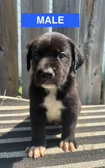 *Photos will be updated accordingly* These adorable puppies are looking for their forever homes! The...