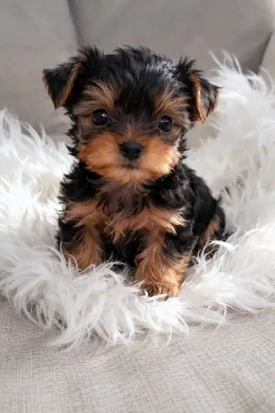 Yorkie  boy., View more