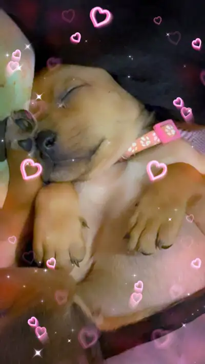 The most perfect puppies have arrived and are almost ready to go!! Mommy - Bloodhound/Coonhound Dadd...