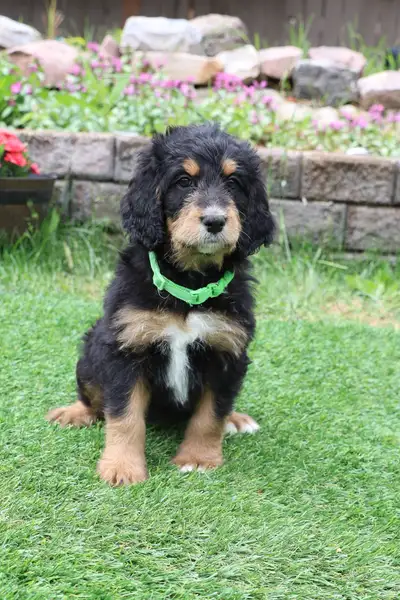 Bernedoodle puppies, View more