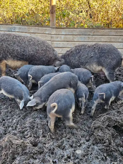 Piglets Mangalica 12 and 11 weeks old, View more