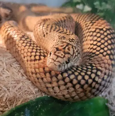 Apalachicola Blaze Morph Kingsnake – Adult Male –, View more