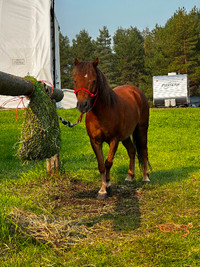 Miniature pony - gelding