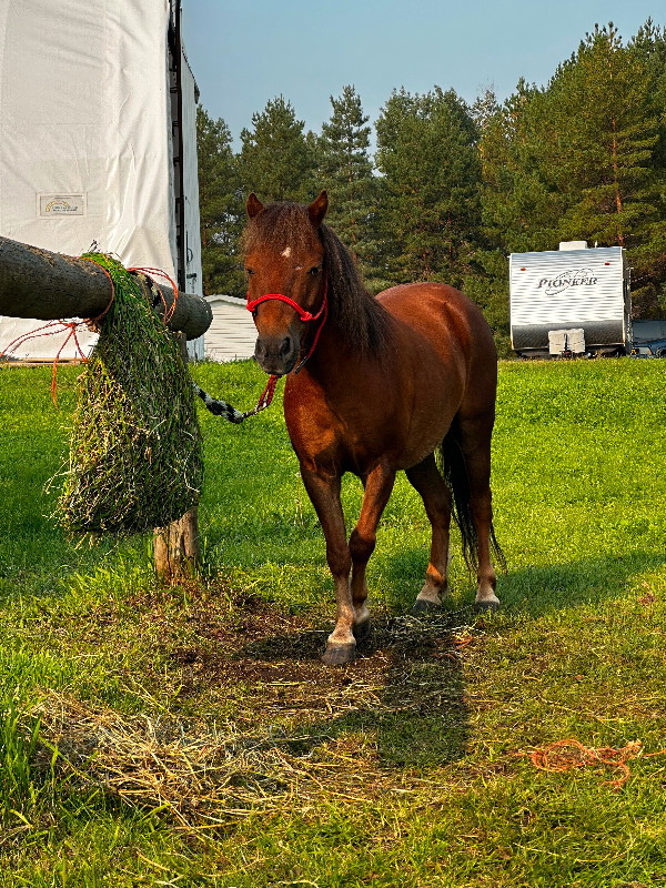Miniature pony - gelding in Horses & Ponies for Rehoming in Edmonton