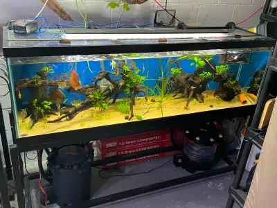 135 gallon aquarium, View more