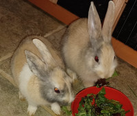 Netherland and dutch mixed dwarf rabbits. Doe and Buck couple