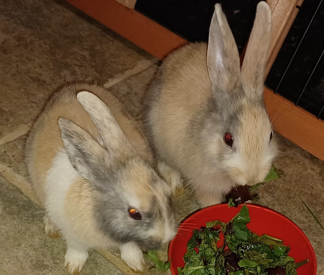 Netherland and dutch mixed dwarf rabbits. Doe and Buck couple in Small Animals for Rehoming in Chilliwack