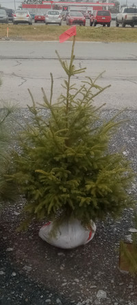 Evergreens and potted Christmas trees 