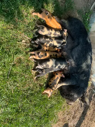 Kunekune Piglets now four weeks old. Well socialized, fully outdoors, healthy little ones. There are...