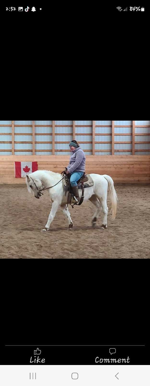 Pinto mares in Horses & Ponies for Rehoming in Lethbridge
