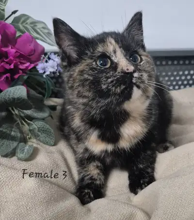 cuddly and beautiful with an amazing personality making them the perfect option for all kinds of fam...