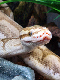 Lesser Ball Python FREE