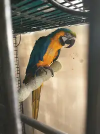 Male Blue and Gold Macaw