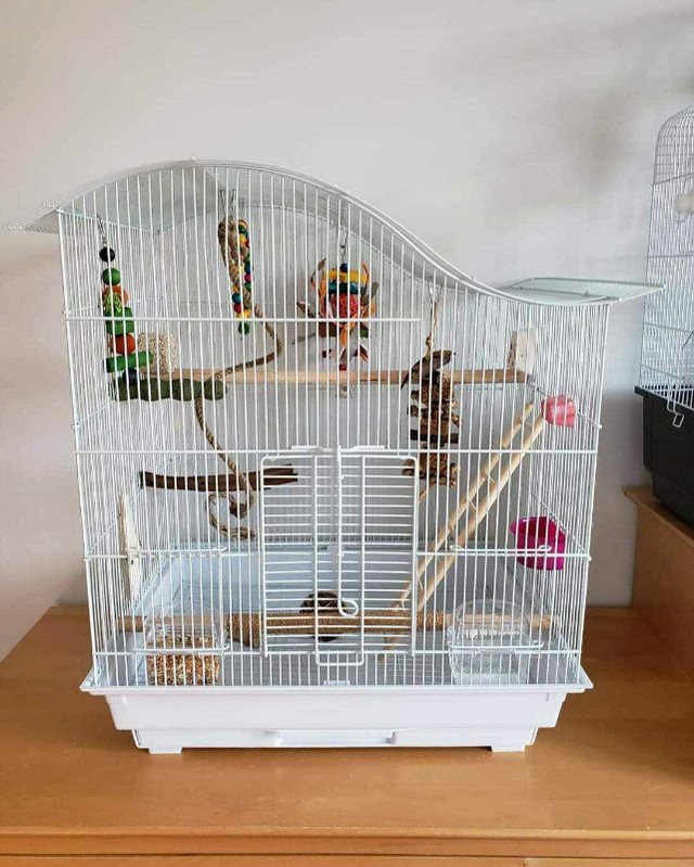 2 Toui Catherine a vendre avec cage 500$ in Birds for Rehoming in Gatineau - Image 3