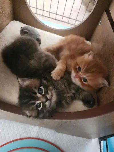 Beautiful Persian/Himalayan kittens, View more