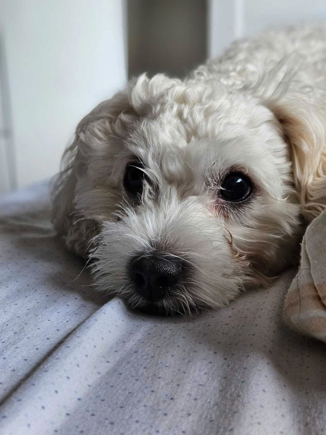 Bichon Toy Poodle in Dogs & Puppies for Rehoming in City of Toronto