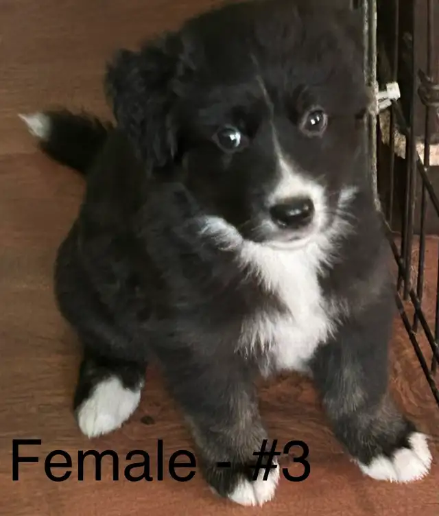 Adorable Husky / Bernese Puppies in Dogs & Puppies for Rehoming in Owen Sound - Image 5