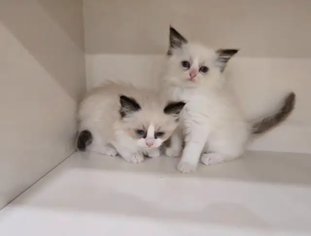 100% Pure ragdoll kittens. Both Parents onsite.