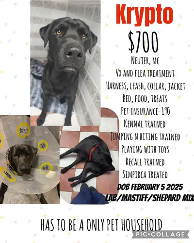 1yr lab mix loving puppy needing a home, View more