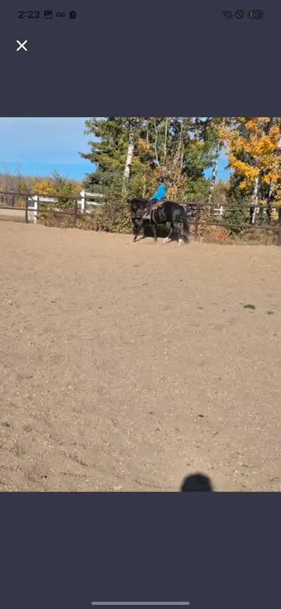 Very nicley broke gelding . Easy to catch western pleasure broke . Loads saddles rides english as we...