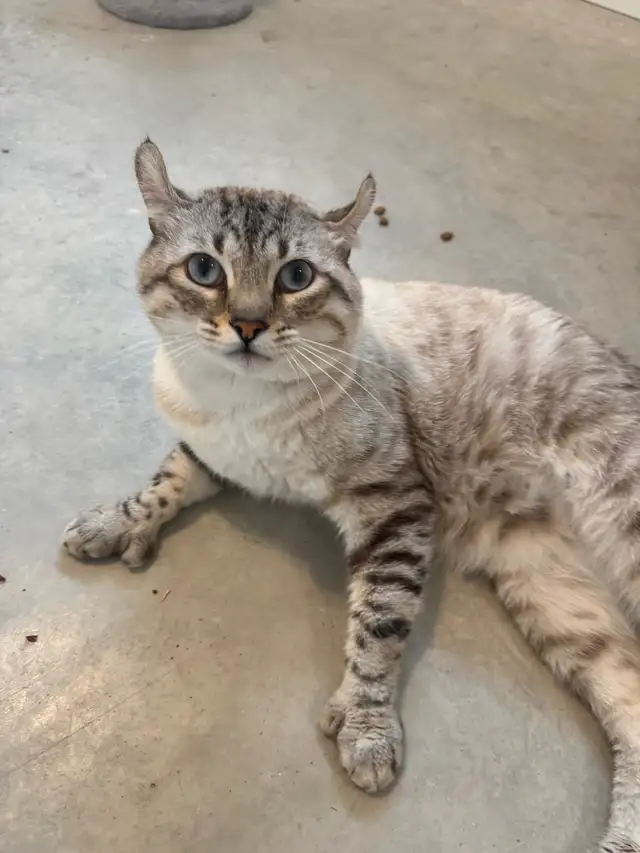 highland lynx  in Cats & Kittens for Rehoming in Trois-Rivières - Image 9