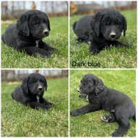 Adorable Lab/Bernese Puppies 