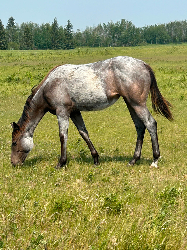 Aqha filly in Horses & Ponies for Rehoming in Edmonton - Image 2