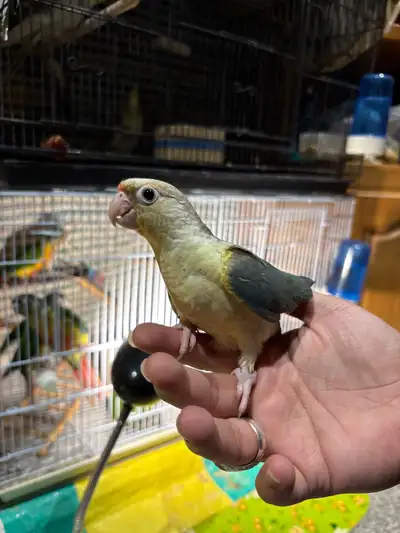 ❤️ Baby Conures For sale Friendly and tamed ❤️, View more