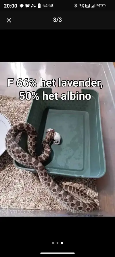 Pair,Western Hognose 66% het Lavender,50%het Albino, View more