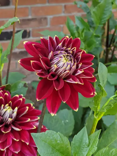 Mr. Optimist Dahlia Tubers, View more