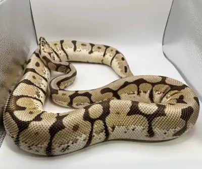 Hello! We are selling our female bumble belly (spider, pastel, yellowbelly) ball python. Please note...