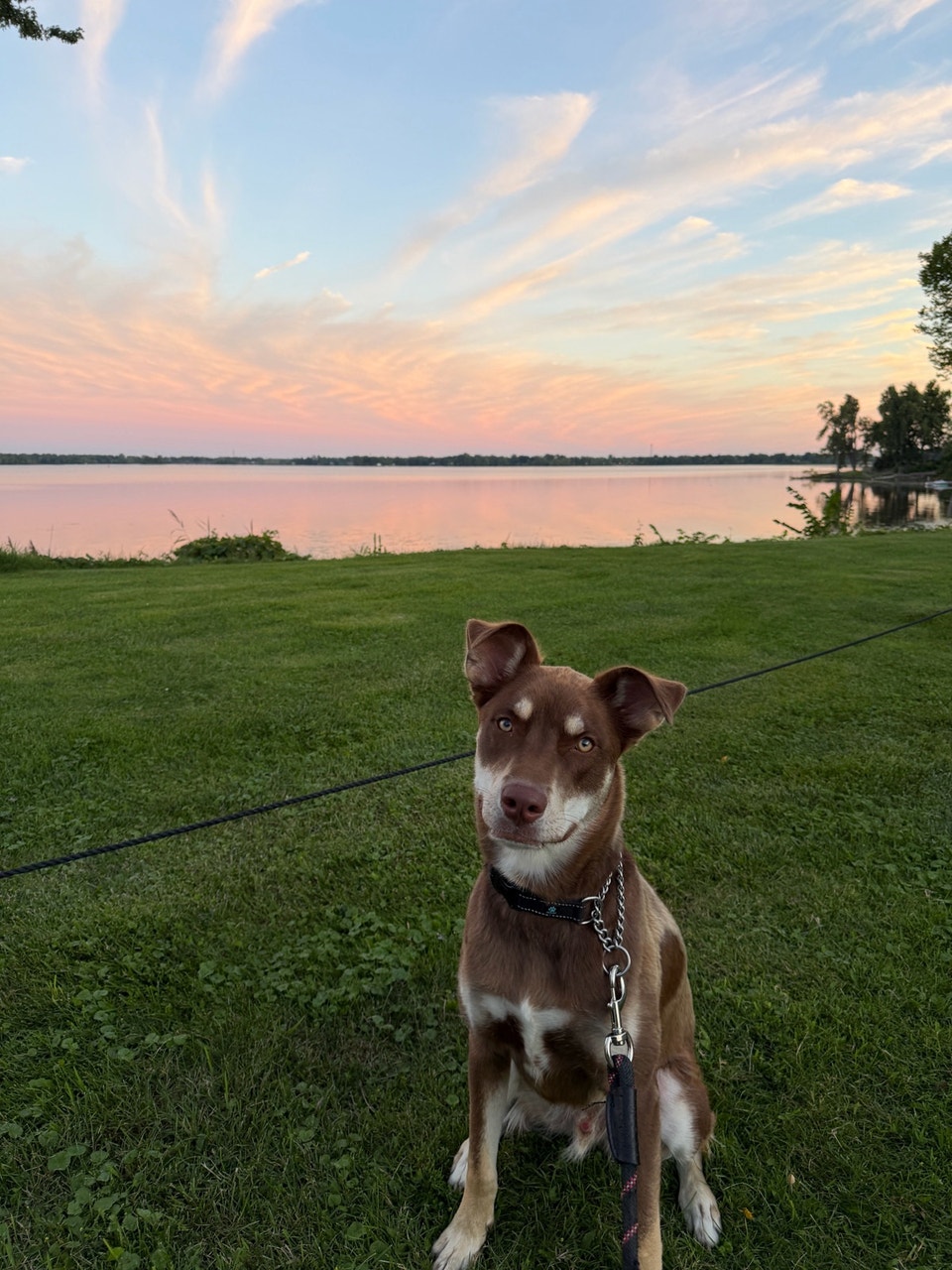 Australian Shepherd/Husky mix for Rehoming - READ DESCRIPTION | Dogs ...