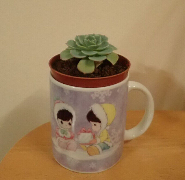 Cute succulents, sand roses (echeveria) in an optional Xmas mug in Holiday, Event & Seasonal in Calgary - Image 4
