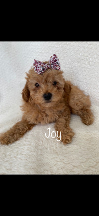 Gorgeous Toy  poodle puppies ( Health and DNA tested parents) 