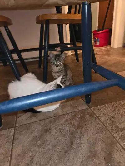 chatton de 3mois, View more