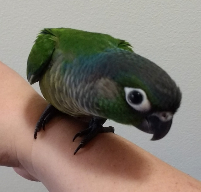 ⭐ ⭐ BABY ⭐ Conure with Cage & Food⭐ ⭐ in Birds for Rehoming in City of Toronto - Image 4