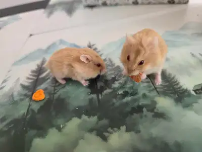 Dawf hamster brothers for rehoming, View more