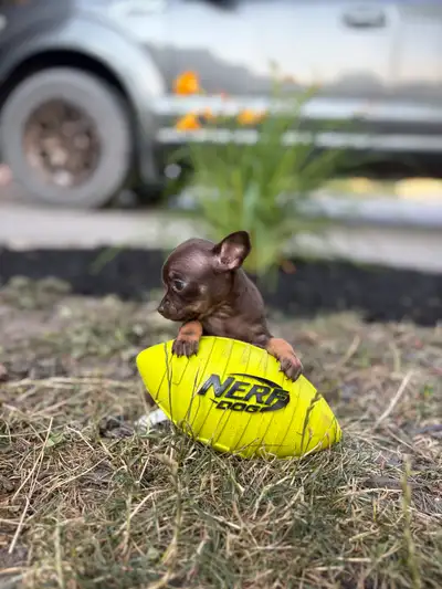 CHIHUAHUA PUPPIES , View more