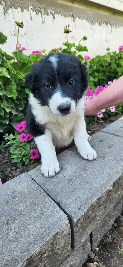 collie/blue heeler x border collie pups, View more