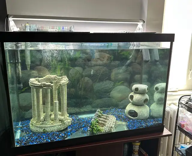 fish tank  in Fish for Rehoming in City of Toronto - Image 5