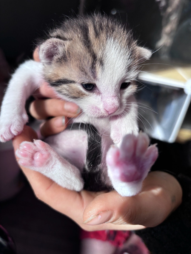 chatons à adopter dans Chats et chatons à adopter  à Lanaudière - Image 4