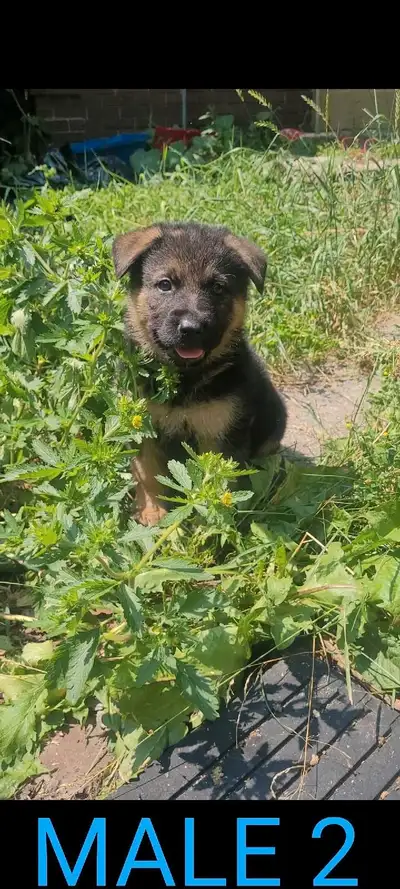 German Shepherd/Husky.. 1 LEFT!!, View more